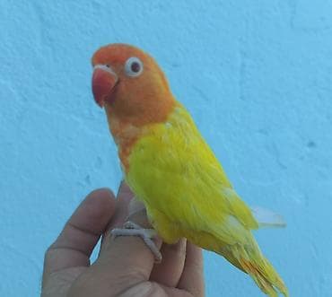 Sevimli tutuquşu – Lovebird (Agapornis) - Rəng: parlaq sarı bədən