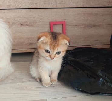 heyvan barınağı: Qızıl şinşilla, Dişi, Ünvandan götürmə — 9