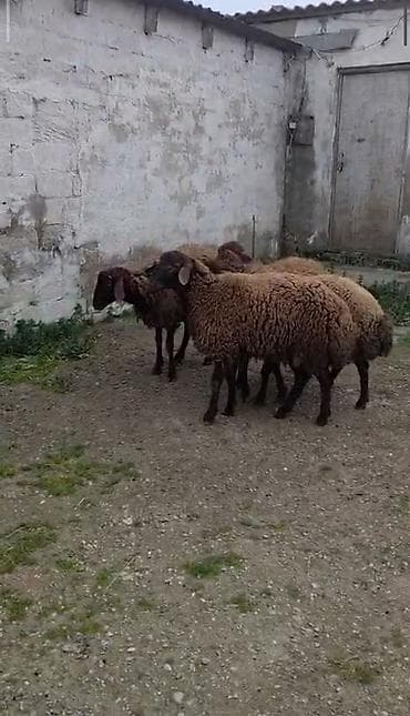 Qoyun sürüsü – 4 baş qala cinsi damazliq qiymet birine aiddi. hoptum