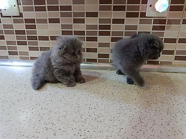 it etibarlı əllərə verilir: Şotland, Dişi, Yaxşı əllərə, Ödənişli çatdırılma — 2