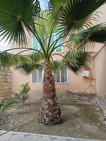 agac tingleri: Meksika Fan Xurması (Washingtonia robusta) – həyət və bağ üçün — 4