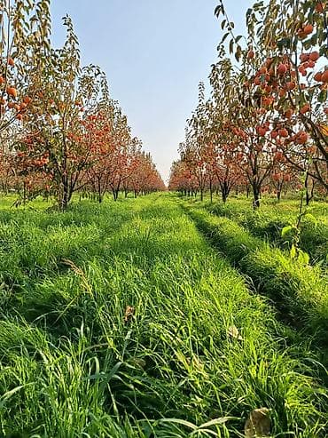 leziz dad qida mmc: Salam göycaydadi satlir kim isdese razilasma yolu ile 2 hekdardi — 1