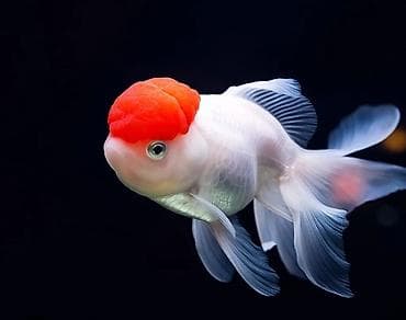 haski bala: Akvaryum üçün “Tam Başlanğıc Dəsti” – evdə balıq saxlamağa başlamaq — 5