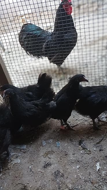 Salam.Temiz gan avstrolop cuceleri, toros xetti. iki ayliqdilar, Ata