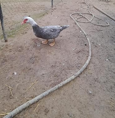 kayuqa ordek: Lal ördəklər satılır. Qiyməti razılaşma yolu ilə — 2