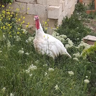 malyar ustasi: Erkək, Kanada, Damazlıq, Ödənişli çatdırılma — 2