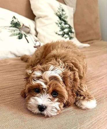 cins xoruz: Cavaro sort ev iti rasiyadan getirilib seneti car iyneleri vurulub.dil — 6