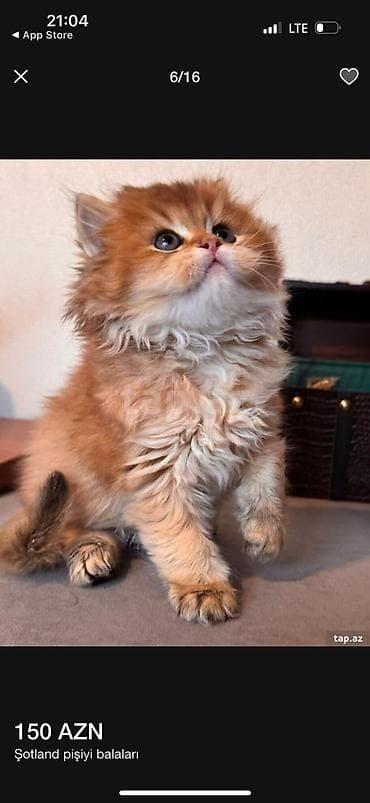 pısık: Şotland — 1