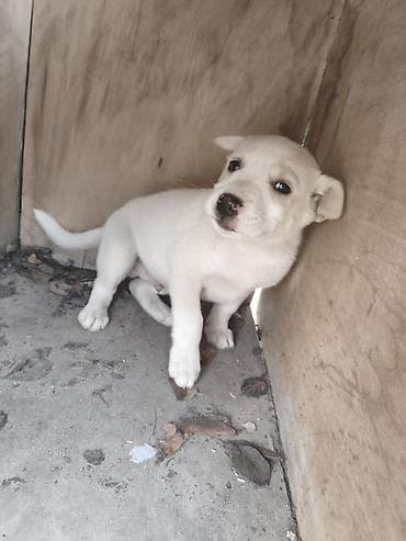 bakida at bazari: Ana it 20 AZN balaların 1ədədi 40 AZN ciddi alıcılara endirim olunacaq — 3