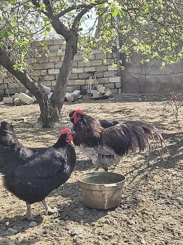 cücə və xoruz: Salam Aleykum 1 yaşi var .Ciddi şexsler narahat etsin — 4