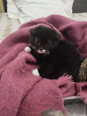 Şotland yastı qulaq — 7