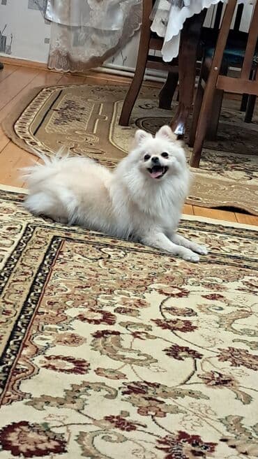 çoban iti adları: Şpitz — 4