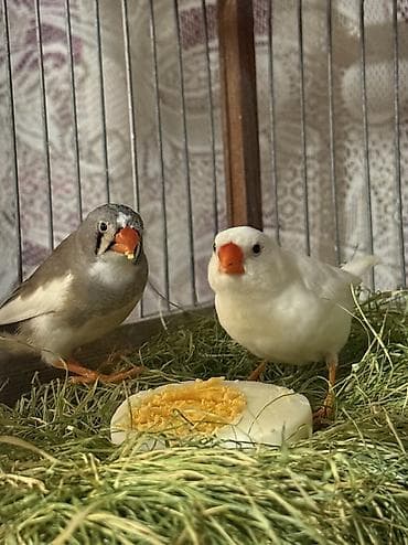 Gəmiricilər: Məhsul: Ev quşları – tutuquşu və zebr ispinozu (çeşidli rənglər) — 4