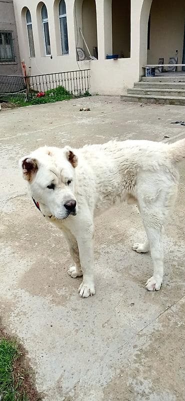 ev iti ucuz: Alabay, 8 ay, Erkek, Ünvandan götürmə — 7