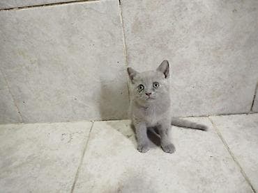 cutlesdirmek ucun pisik: Şotland yastı qulaq — 4