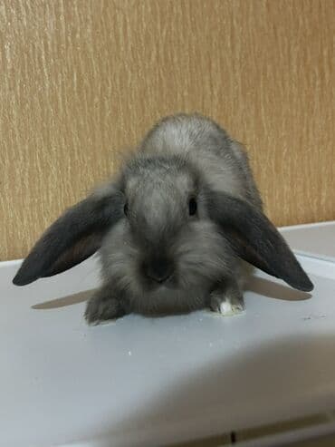 dovşan evi: Miniatür asmaqulaq dovşan balaları 25-35 arasidir her biri . Toplu — 2