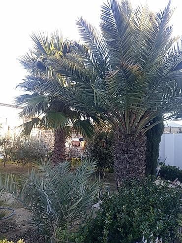 Bağ üçün dekorativ vaşinqton palma ağacları - Hündürlük: 6metrə - Açıq lalafo.az -da Bağ üçün dekorativ vaşinqton palma ağacları - Hündürlük: 6metrə - Açıq