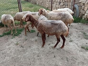 cin bildircin: Ətlik biri boğaz di cavandi — 8