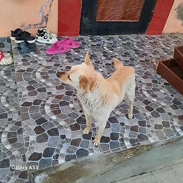 balaca boyumeyen itler: Şpitz — 5