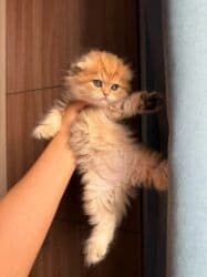 şinşila pişik: Qızıl şinşilla — 2