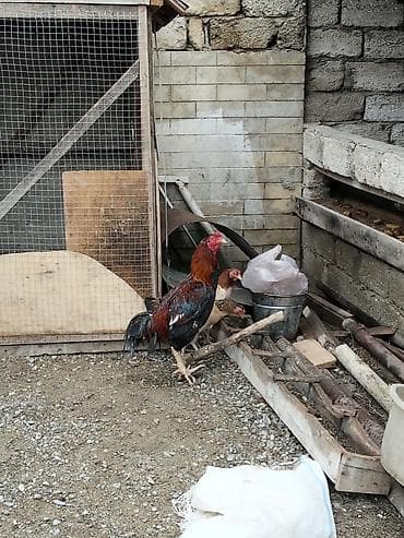 satilik bildircin: Salam temiz qan türk cinsi heyratı xoruzları satılır iki dənə xoruzdu — 7