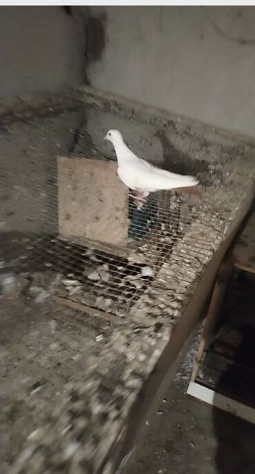 шотландская серебристая шиншилла купить: Her ikisi cavan heyvanlardi cox xahis edurem usaglar qeti narahat — 4