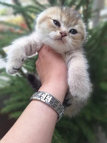 pişiy adları: Britan — 3