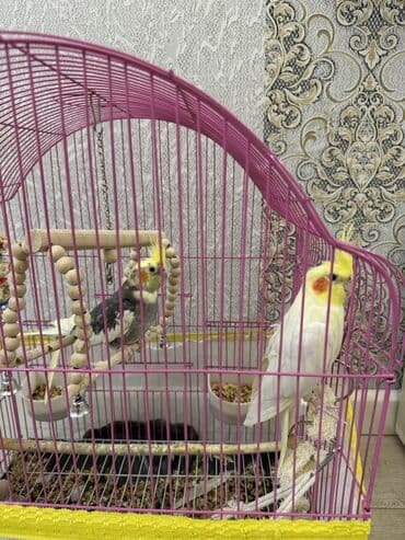 попугай ара цена: Tutuquşları — 1