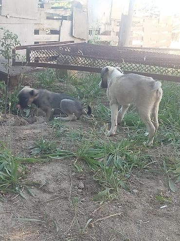 husky it: Balaca it balaları afcarkanin qarışıqi — 7