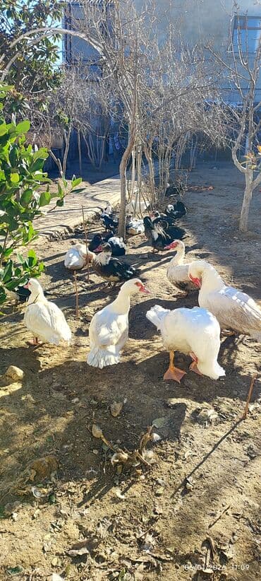 Erkək, | Lal ördək, Ətlik