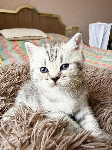 Tabbi, Pulsuz çatdırılma