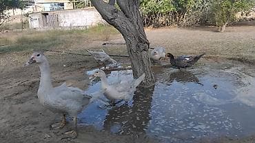 ordək lavanda: 4eded lavanda 1denede macar diwi satilir 5ededu.hamsi birge — 3