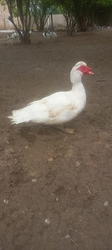 Erkək, | Lal ördək, Damazlıq