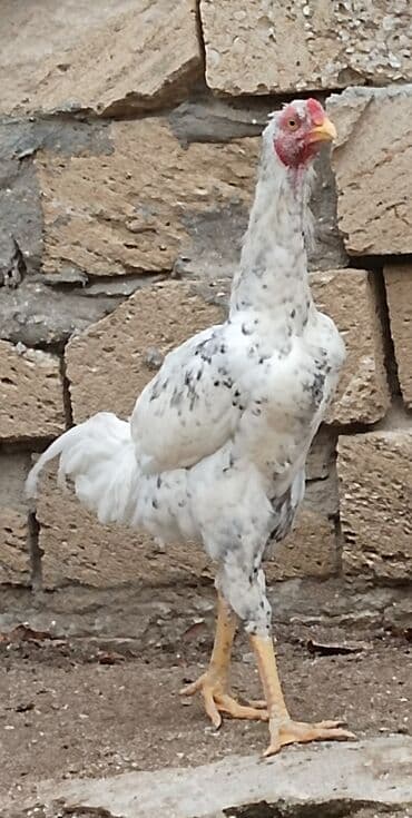 Pileymut Heyratı Xoruz 10 aylıqdır hec bir prablemi yoxdur Maşallah