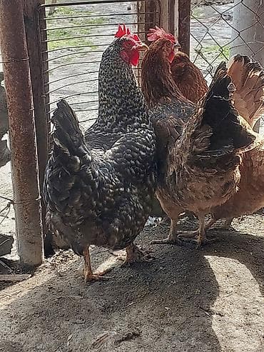 toyuq cüce: Toyuq, Yumurtalıq, Ünvandan götürmə, Ödənişli çatdırılma — 5