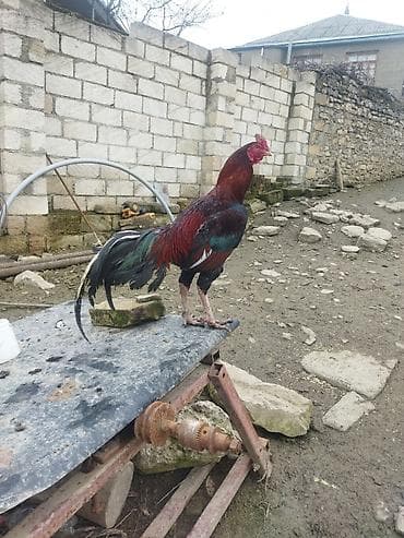 tap az zvonok itler: Qırmızı xoruz 3 yaş yarım. damazlıq. bu biri balaca qırmızı iyun — 7
