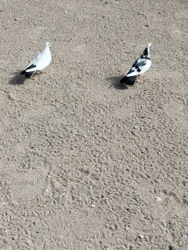 inək satılır: Salam gördüyünüz heyvanlar Satılır Erkey Maya cüt heyvanlardi tam — 3