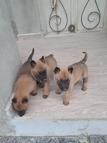 cane corso qiyməti: Belçika çoban iti, 1 ay, Erkek, Peyvəndli, Ünvandan götürmə, Pulsuz çatdırılma — 6