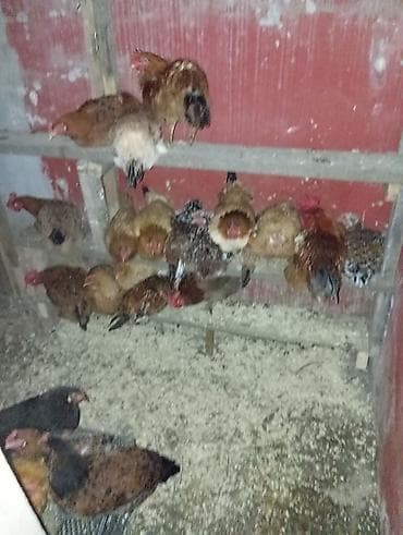 ucuz cuce: Toyuq, Damazlıq — 4