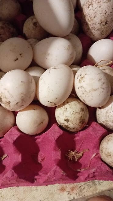 Təbii ördək yumurtası. Kuban ördəyinin yumurtasi 0.50 qepikdir