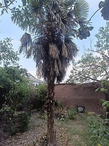 lan: Trachycarpus fortunei (yelpənək yarpaqlı palma) – həyətdə böyümüş, iri — 1