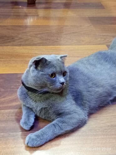 домашние котята добрые руки: Шотладская вислоухая, Самец, В добрые руки — 1