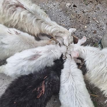 lal ordek satilir: Cins: Yerli dağatəyi keçi Təsvir: - Ailəli sürü: 1 ana keçi və 2 — 6