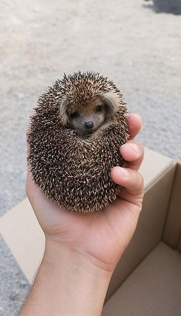 camış satışı: Afrika cırtdan kirpisi (hedgehog) - Növ: Atelerix albiventris (Afrika — 1