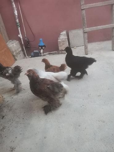 brama cücə: Toyuq, Brama, Damazlıq — 3
