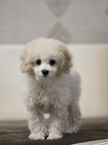 Pudel, 4 ay, Erkek, Peyvəndli