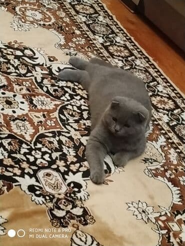 Britan, Erkək, Yaxşı əllərə, Ünvandan götürmə