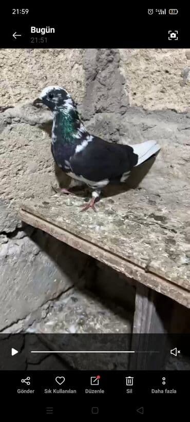 göyercin yuvası: Salam 18.19 quwdi hamsi tam sağlamdi oz quwdarimdi isimle elaqeder — 17