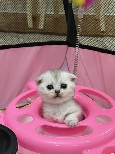 Кошки: Шиншилла, Самка, В добрые руки, Самовывоз, Платная доставка, Доставка в районы — 9