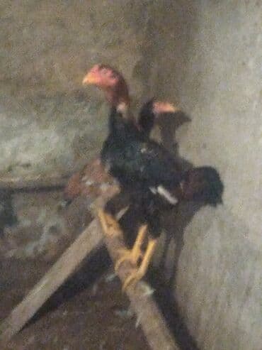 Heyvanlar üçün mallar: Məhsul: Ev quşu – xoruz Heyrati Qiymət Xoruza ayitdi Təsvir: Heyrati — 6